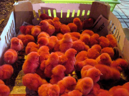 Những[-]chú[-]gà[-]con[-]có[-]màu[-]đỏ[-]thắm[-]từ[-]mỏ[-]tới[-]chân